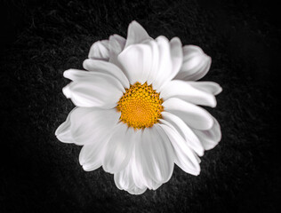 Studio shot of flower on a black background. Selective focus.