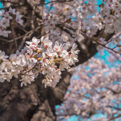 cherry tree blossom