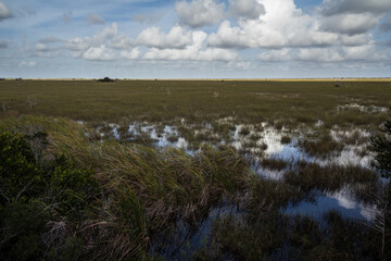 Everglades swamp