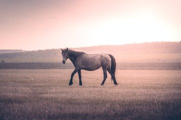 Gray horse walking in a field at sunset