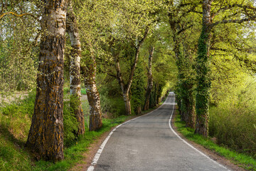 Fototapeta premium Suggestive road in the Aranguren Valley 