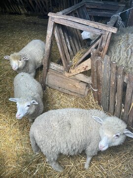 Owieczki na wsi, owce na wsi