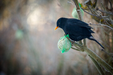  blackbird sits on a branch and eats food from a tit dumpling