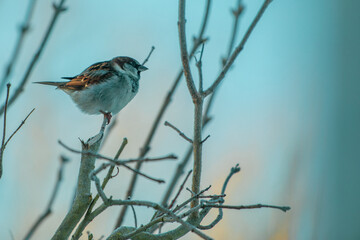male sparrow sits on a branch and looks into the distance