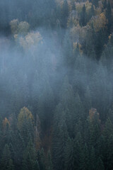 Aerial view of autumn coniferous forest shrouded in fog