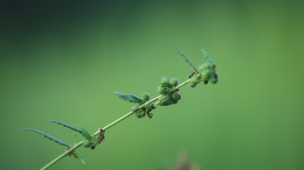 Atriplex plant in a garden