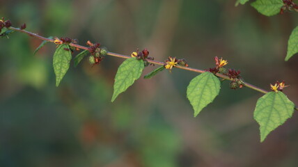 Atriplex plant in a garden