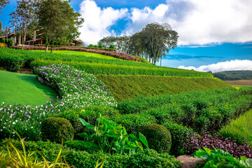 The natural background of colorful flower beds, with chairs to sit and rest while watching the scenery, the wind blows through the blur, cool and comfortable.