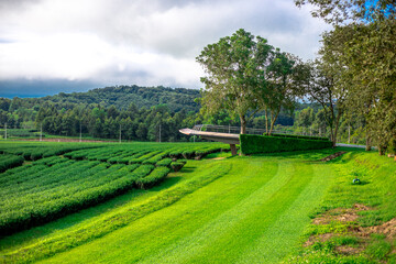 The natural background of colorful flower beds, with chairs to sit and rest while watching the scenery, the wind blows through the blur, cool and comfortable.