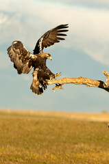 Spanish Imperial Eagle arriving in flight at his favorite watchtower with the first light of day