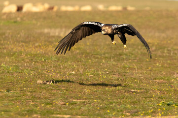 Adult Spanish Imperial Eagle in flight at first light on a cold winter day