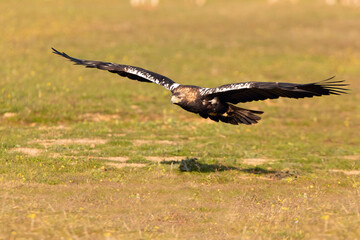 Adult Spanish Imperial Eagle in flight at first light on a cold winter day