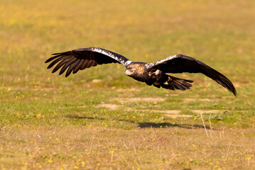 Adult Spanish Imperial Eagle in flight at first light on a cold winter day
