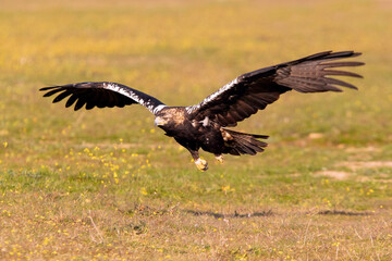 Adult Spanish Imperial Eagle in flight at first light on a cold winter day