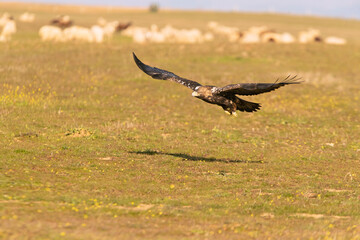 Five year old male Spanish Imperial Eagle flying with the lights of sunrise on a sunny winter day