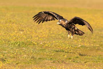Five year old male Spanish Imperial Eagle flying with the lights of sunrise on a sunny winter day