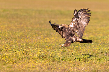 Five year old male Spanish Imperial Eagle flying with the lights of sunrise on a sunny winter day