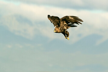 Five year old male Spanish Imperial Eagle flying with the lights of sunrise on a sunny winter day