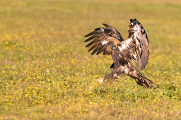 Five year old male Spanish Imperial Eagle flying with the lights of sunrise on a sunny winter day
