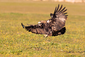 Five year old male Spanish Imperial Eagle flying with the lights of sunrise on a sunny winter day