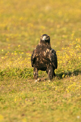 Adult female Spanish Imperial Eagle with the first rays of dawn on a winter's day in a Mediterranean ecosystem