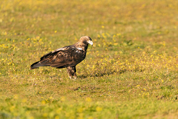 Adult female Spanish Imperial Eagle with the first rays of dawn on a winter's day in a Mediterranean ecosystem