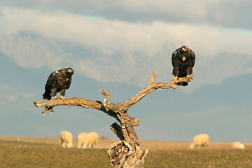 Five year old male and adult female Spanish imperial eagle in their favorite watchtower with sheep...
