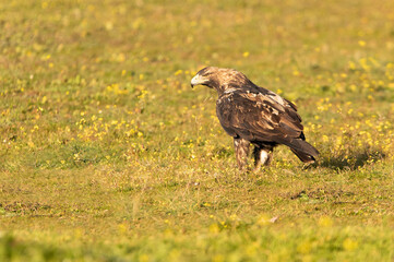 Adult female Spanish Imperial Eagle with the first rays of dawn on a winter's day in a Mediterranean ecosystem