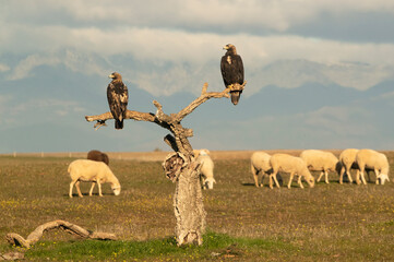 Five year old male and adult female Spanish imperial eagle in their favorite watchtower with sheep...