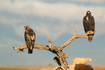 Five year old male and adult female Spanish imperial eagle in their favorite watchtower with sheep in the field with the first light of day