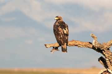 Five-year-old male Spanish Imperial Eagle perched on his hunting vantage point at first light on a cold winter's day