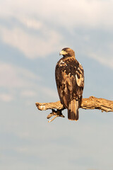 Five-year-old male Spanish Imperial Eagle perched on his hunting vantage point at first light on a cold winter's day