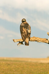 Five-year-old male Spanish Imperial Eagle perched on his hunting vantage point at first light on a cold winter's day