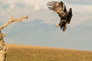 Spanish Imperial Eagle arriving in flight at his favorite watchtower with the first light of day
