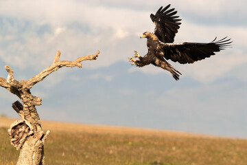 Spanish Imperial Eagle arriving in flight at his favorite watchtower with the first light of day
