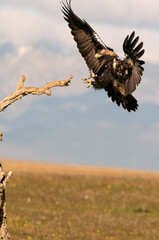 Spanish Imperial Eagle arriving in flight at his favorite watchtower with the first light of day