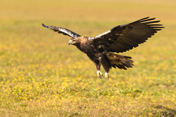 Adult Spanish Imperial Eagle in flight at first light on a cold winter day