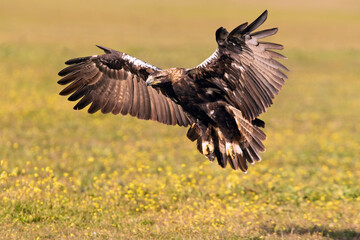 Adult Spanish Imperial Eagle in flight at first light on a cold winter day