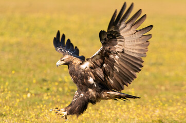 Adult Spanish Imperial Eagle in flight at first light on a cold winter day