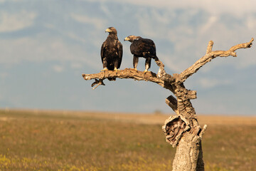 Five year old male and adult female Spanish Imperial Eagle on their favorite watchtower at first light of day
