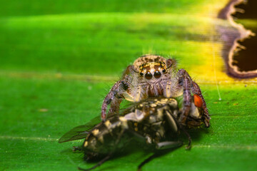 little spider eating fly
Jumping Spider eating with yellow green background