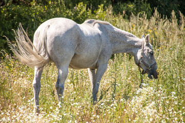 Obraz na płótnie Canvas Horse gray color graze in the Meadow