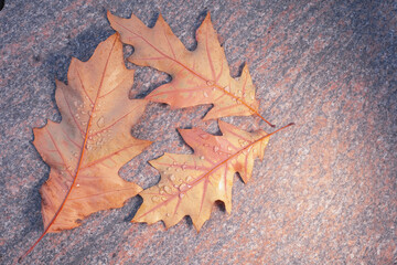 several yellow oak leaves lie on a granite background