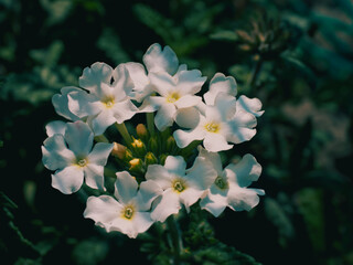 Verbena inflorescence, a close-up picture of the plant on a blurry background.
