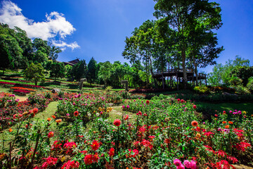 The natural background of colorful flower beds, with chairs to sit and rest while watching the scenery, the wind blows through the blur, cool and comfortable.