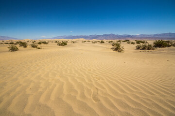 Mesquite dunes in Death Valley, California, USA.