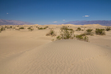 Mesquite dunes in Death Valley, California, USA.