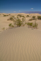 Mesquite dunes in Death Valley, California, USA.