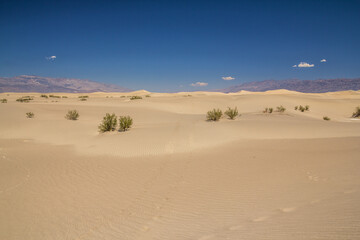 Mesquite dunes in Death Valley, California, USA.
