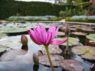 a pink lotus blossom of the species Nymphaea nouchali var. caerulea, also known as Nymphaea caerulea, in a pond